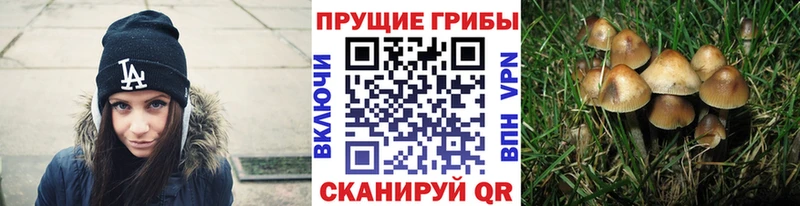 цены наркотик  Ядрин  Галлюциногенные грибы прущие грибы 